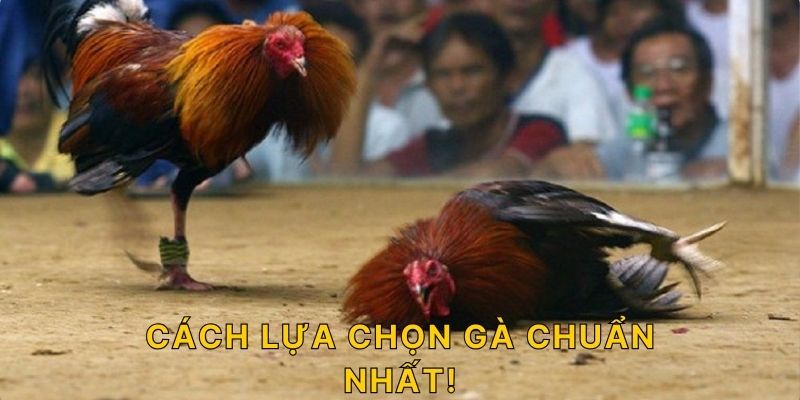 Cách lựa chọn gà chuẩn nhất!