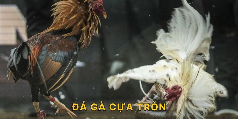 đá gà cựa tròn MU88