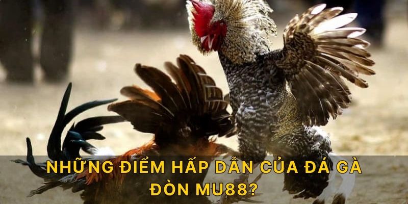 Những điểm hấp dẫn của đá gà đòn MU88?