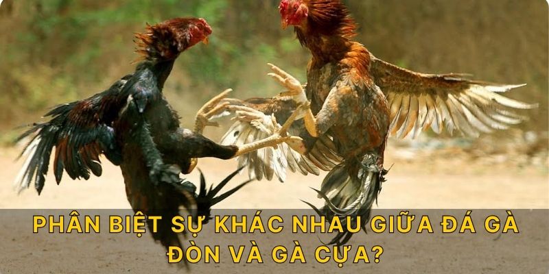 Phân biệt sự khác nhau giữa đá gà đòn và gà cựa?