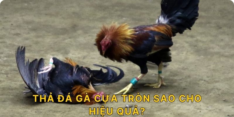 Thả đá gà cựa tròn sao cho hiệu quả?